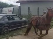 Mânză de 3 ani chinuită și pusă să tragă un BMW de două tone, probă ca să fie vândută, la Turda
