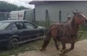 Mânză de 3 ani chinuită și pusă să tragă un BMW de două tone, probă ca să fie vândută, la Turda