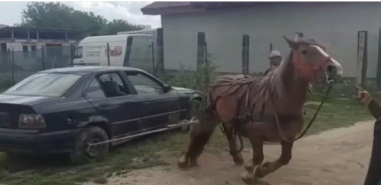Mânză de 3 ani chinuită și pusă să tragă un BMW de două tone, probă ca să fie vândută, la Turda