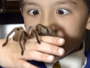 Trei frati s-au lasat muscati de un paianjen veninos ca sa prinda superputeri