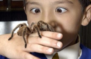 Trei frati s-au lasat muscati de un paianjen veninos ca sa prinda superputeri