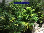 CUM A „CĂZUT” UN POLIȚIST DE FRONTIERĂ DIN SATU MARE ÎNTR-UN DOSAR DE TRAFIC DE DROGURI. TOTUL A PORNIT DE LA SESIZĂRILE VECINILOR. „MIROASE PUTERNIC A «IARBĂ» ȘI SE AUDE…”