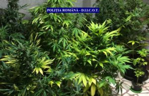 CUM A „CĂZUT” UN POLIȚIST DE FRONTIERĂ DIN SATU MARE ÎNTR-UN DOSAR DE TRAFIC DE DROGURI. TOTUL A PORNIT DE LA SESIZĂRILE VECINILOR. „MIROASE PUTERNIC A «IARBĂ» ȘI SE AUDE…”