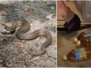 Viperă prinsă într-o casă din Satu Mare. Șarpele era ascuns printre sticlele de ulei