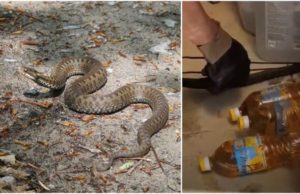 Viperă prinsă într-o casă din Satu Mare. Șarpele era ascuns printre sticlele de ulei