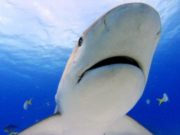 A scăpat ca printr-o minune de atacul a doi rechini: „Aproape că am murit acolo”