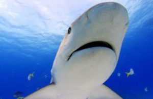 A scăpat ca printr-o minune de atacul a doi rechini: „Aproape că am murit acolo”