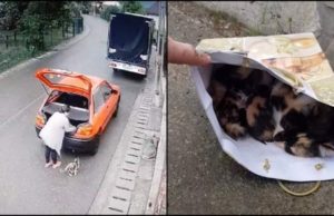 Șoferiță filmată când abandonează o pisicuță împreună cu puii ei, pe marginea unei șosele din Breaza