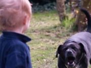 Băiețel de 2 ani mușcat de câine, în Vaslui. Animalul l-a rănit pe copil și anul trecut, părinții l-au păstrat în curte