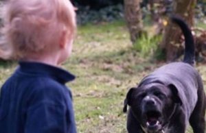 Băiețel de 2 ani mușcat de câine, în Vaslui. Animalul l-a rănit pe copil și anul trecut, părinții l-au păstrat în curte