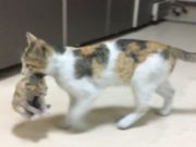 O pisică și-a cărat puiul bolnav la spital. L-a lăsat doar când a ajuns la medic