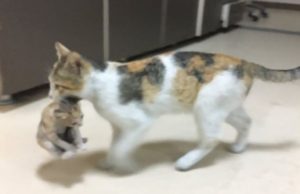 O pisică și-a cărat puiul bolnav la spital. L-a lăsat doar când a ajuns la medic