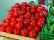 Legumicultorii români își otrăvesc cu bună știință consumatorii. Un reportaj cu camera ascunsă arată cum sunt coapte forțat roșiile țuguiate cu o substanță cancerigenă