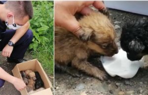O persoană fără suflet a aruncat într-un şanţ o cutie cu 5 pui de câine. Poliţiştii din Mureş i-au salvat