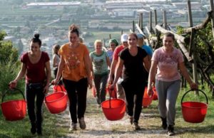 Românce duse cu avionul privat în Italia, la cules de vie! Motivul este incredibil: „Dispar după câteva zile de muncă”