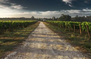 A fost interzisă vânzarea de terenuri românești către cetățeni străini – vot final în Parlament