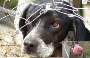 Câine rănit, legat cu un lanț de gât și târât de o căruță pe drum. Poliția a deschis dosar penal