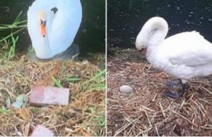 O lebădă a murit de tristețe, după ce câțiva adolescenți i-au zdrobit cu cărămizi oulăle din cuib și i-au ucis puii nenăscuți