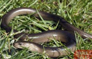 „A mușcat-o un șarpe și nu mai putea sta în picioare!” Elicopter SMURD pentru a salva viața unei tinere de 15 ani, în Sălaj –