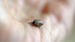 sezon-capuse-parc-iarba-boala-lyme-666095