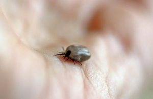 Este sezonul căpușelor. Ce facem pentru a le ține la distanță?