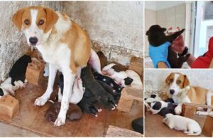 O căţeluşă eroină alăptează 18 pui: 9 ai ei şi încă 9 găsiţi abandonaţi pe marginea drumului, la Constanţa