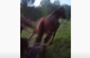 VIDEO | Cal chinuit, biciuit și pus să tragă căruța înfrânată și un buștean, în Maramureș. Un copil râde în hohote