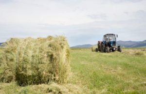 Tânăr de 16 ani din Neamț, mort sub roțile unei căruțe, la doar câțiva metri de mama sa