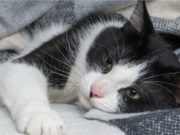 Adolescenţii care au maltratat o pisică, în Constanţa, sunt anchetaţi de poliţie