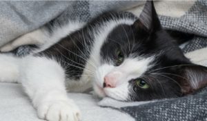 Screenshot_20200824-030051_Facebook