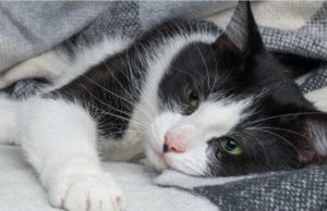 Adolescenţii care au maltratat o pisică, în Constanţa, sunt anchetaţi de poliţie