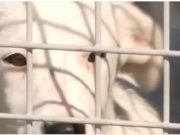 Poliția Animalelor. Agenții vor putea intra cu forța, în locuinţe, peste cei care îşi maltratează animalele