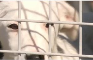 Poliția Animalelor. Agenții vor putea intra cu forța, în locuinţe, peste cei care îşi maltratează animalele