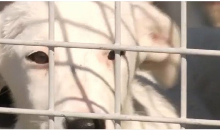 Poliția Animalelor. Agenții vor putea intra cu forța, în locuinţe, peste cei care îşi maltratează animalele