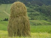 Bărbat ucis pentru o căpiță de fân în Boldești-Scăeni, județul Prahova