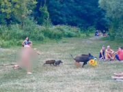 Bărbat dezbrăcat, surprins în timp ce fugărește un mistreț care îi furase laptopul, în Germania