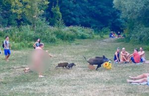 Bărbat dezbrăcat, surprins în timp ce fugărește un mistreț care îi furase laptopul, în Germania