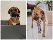 Povestea maidanezului care vinde mașini la un showroom auto. Are ecuson de angajat și profil de Instagram