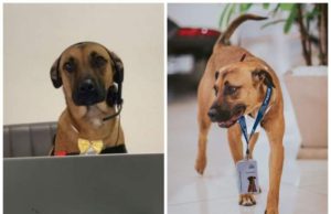 Povestea maidanezului care vinde mașini la un showroom auto. Are ecuson de angajat și profil de Instagram