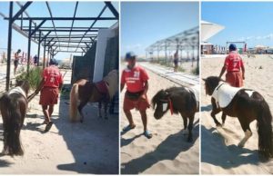 Doi ponei plimbați pe caniculă pe plaja din Mamaia, pentru distracția turiștilor, au fost confiscați