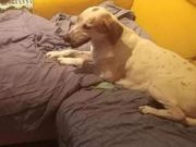 Tânără româncă, găsită moartă în Italia. Câinele și-a păzit stăpâna mai multe zile