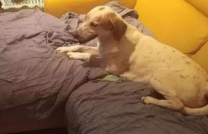 Tânără româncă, găsită moartă în Italia. Câinele și-a păzit stăpâna mai multe zile