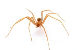 O româncă din Italia, a doua victimă a unui păianjen deosebit de veninos, extrem de rar în Europa