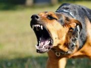 Copil de șase ani sfâșiat de câinele bunicului, în Galați, în stare critică în spital