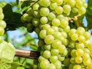 Băiețel de un an și jumătate mort, fratele lui de 3 ani la spital, mama le-a dat să mănânce struguri stropiți