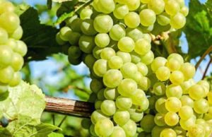 Băiețel de un an și jumătate mort, fratele lui de 3 ani la spital, mama le-a dat să mănânce struguri stropiți