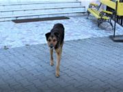 Un câine lup așteaptă de trei luni în fața unui spital din Târgu Jiu. Stăpânul lui ar fi murit, spun paznicii