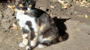 NzgwJmg9NDQwJmhhc2g9NzIyNDBkMzdhZDRhMTJiOTJiZDVmYTUzYjJiM2VjZmM=.thumb