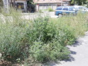 Dolj | Primele măsuri împotriva ambroziei, în judeţ. S-a lăsat cu amenzi