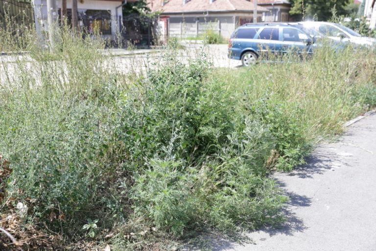 Dolj | Primele măsuri împotriva ambroziei, în judeţ. S-a lăsat cu amenzi